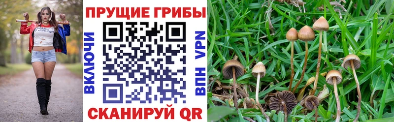 Галлюциногенные грибы GOLDEN TEACHER Керчь